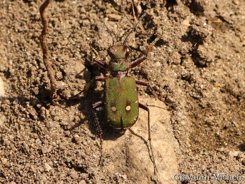 Cicindela campestris... bicolore